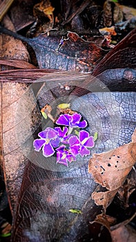 Fallen Flowers of Sapphire Showers Duranta