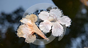 Fallen flowers in water