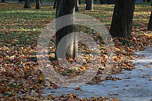 Fallen foliage on the ground with tree roots and streaks of sunlight.