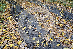 Fallen foliage on a rut from car wheels. Fall