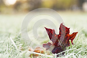 Fallen frosted autumn maple leaves on grass