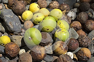 Fallen fruit of deadly manchineel tree