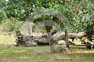 Fallen giant tree in the Wiesenpark near Magdeburg in Germany