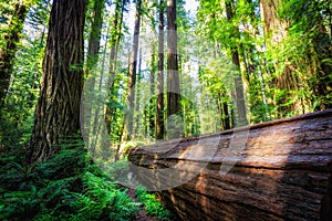Fallen Giants in the Founders Redwood Grove, Humbolt Redwoods State Park, California photo