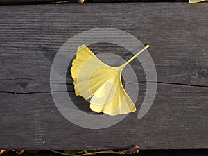 Fallen Ginkgo biloba leaf on rough wooden slats.