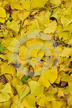 Fallen ginkgo leaves