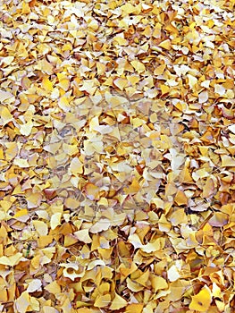 Fallen ginkgo leaves cover the ground in late autumn.