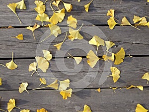 Fallen ginkgo leaves on wooden slats