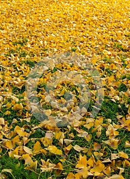 Fallen Ginko Biloba leaves