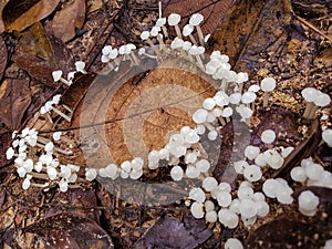 Fallen golden leaf and white mushrooms