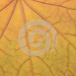 Fallen golden yellow maple leaf texture pattern, autumn fall