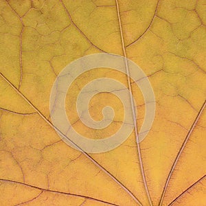 Fallen golden yellow maple leaf texture pattern, autumn fall grunge vintage herbarium abstract background, large detailed grungy