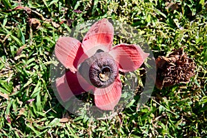 Fallen in the grass red flowers from the tree Bombax Ceiba Blooms the Bombax Ceiba Lat. - Bombax ceiba or Cotton Tree