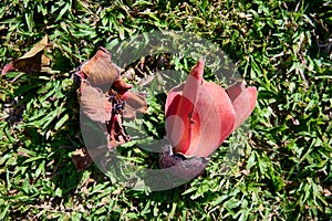 Fallen in the grass red flowers from the tree Bombax Ceiba Blooms the Bombax Ceiba Lat. - Bombax ceiba or Cotton Tree