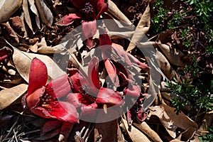 Fallen in the grass red flowers from the tree Bombax Ceiba Blooms the Bombax Ceiba Lat. - Bombax ceiba or Cotton Tree