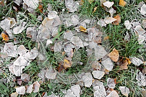 Fallen gray leaves on green grass covered with ini, background photo