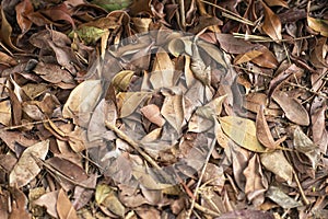 Fallen graying leaves