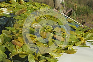 Fallen green leaves from a branch.Autumn