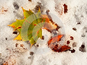 Fallen green and orange dry maple leaf and beech leaf on snow.