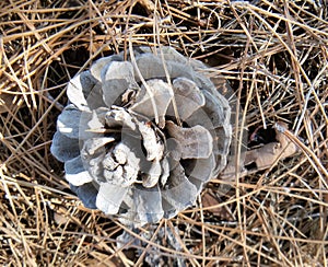 Grey Pine Cone in Bed of Needles