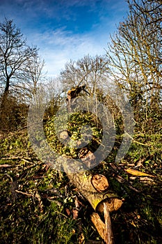 Fallen hedgerow tree