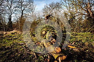 Fallen hedgerow tree