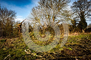 Fallen hedgerow tree