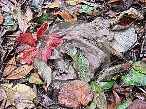 Fallen hibiscus flower