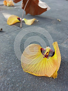 Fallen hibiscus flower