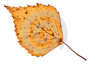 fallen holey yellow leaf of birch tree isolated photo