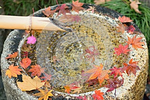 Fallen Japanese autumn maple leaves & flowing water from bamboo pipe