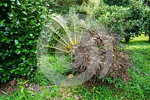 A fallen large palm tree after a tropical typhoon and a strong storm. Damaged torn roots