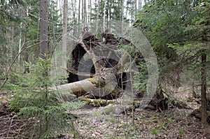 a fallen large tree in the forest. The tree has large roots