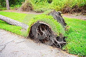 Padlý velký strom zobrazené kořeny vykořenění dole přes chodník následky z násilný katastrofa hurikán 
