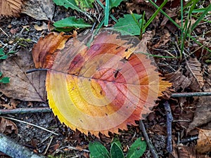 Fallen leaf in autumn on the ground. Leaf changing colors with green, yellow, orange, purple, red. Changing seasons