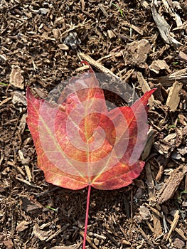 Fallen leaf in an autumn park in Burnaby