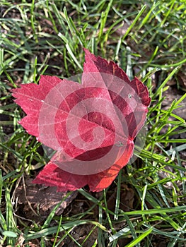 Fallen leaf in an autumn park in Burnaby