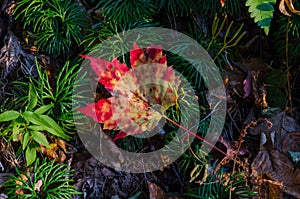 Fallen Leaf on the forest floor