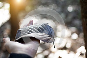 Fallen leaf in hand with blurred bokeh background