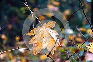 fallen leaf, hanging on a branch in the forest, colorful background blurred