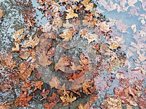 Fallen leaf II