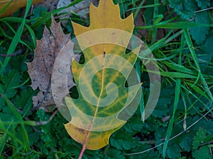 Fallen leaf losing color next to colorless leaf