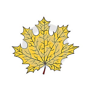 A fallen leaf of a maple tree. Vector illustration isolated on white. Cartoon style