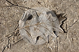 Fallen leaf on muddy background