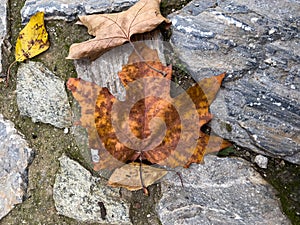 Fallen leaf on an old country road made of stone