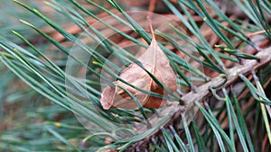 The fallen leaf on the pine-tree.