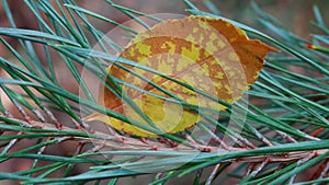 The fallen leaf on the pine-tree.