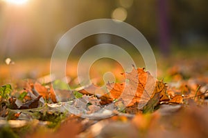 Fallen leaf and a ray of light