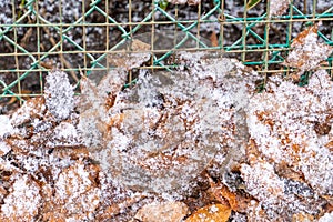 Fallen leaf with snow flake ice