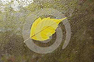 Fallen leaf stuck to the window that gets wet from rain drops. Warm look out the window for autumn.
